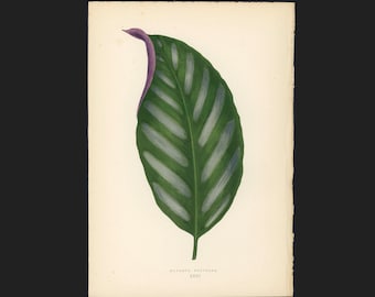 c.1872 ANTIQUE LEAF PRINT - botanical lithograph - original antique print by Lowe - leaved plant horticulture leaves foliage -