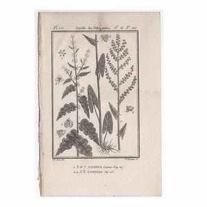 1775 年頃のアンティーク植物彫刻 • オリジナルのアンティーク プリント • ビュフォン植物 • 植物、花、ガーデン プリント • 植物学プリント