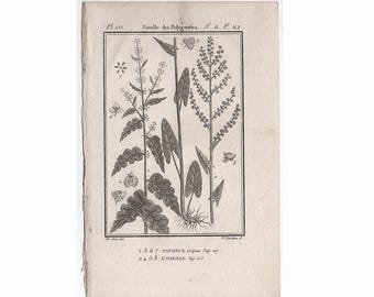 Grabado botánico antiguo c. 1775 • Grabado antiguo original • Botánicos de Buffon • Grabado de plantas, flores y jardín • Grabado de botánica
