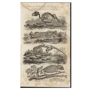c. 1790 ANIMAL SKELETONS engraving - original antique print • animal anatomy - Halloween decor - rabbit mole armadillo chameleon skeletons