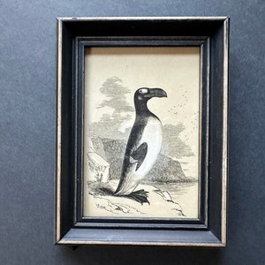 Great Auk Antique - Etsy