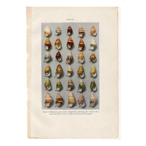 May include: A vintage book plate titled Plate 48 featuring a grid of thirty numbered Hawaiian tree snail shells in various colors and patterns, including brown, white, and green stripes, with text at the bottom describing the Achatinella genus.
