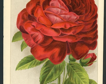 【美品】イタリア製赤いバラの絵画 アンティーク 1903 年頃 バラ リトグラフ • オリジナル アンティーク プリント