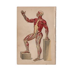c. 1884 MUSCULAR SYSTEM lithograph - antique human anatomy print -  muscles & connective tissue - medical print - medical illustration