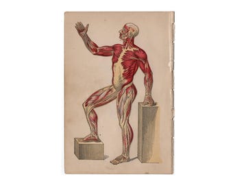 H. MUSKULATUR 1884 Lithographie - Antike menschliche Anatomie Druck - Muskeln & Bindegewebe - Medizinischer Druck - Medizinische Illustration
