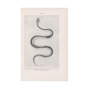 c. Lithographie squelette de serpent de 1934 - impression vintage originale • impression d'anatomie de serpent - radiographie d'un serpent à tête de cuivre - serpent venimeux