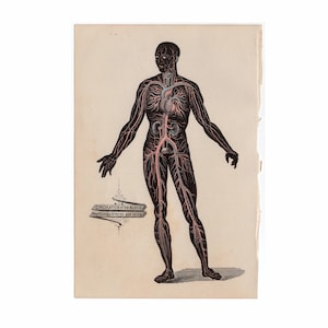 c. 1887 CIRCULATION lithograph - original antique print • human anatomy -  arteries & veins - medical illustration - circulatory print