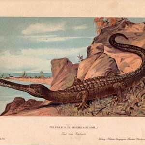 c. 1902 TELEOSAURUS MIRABILIS Lithographie • original alter Druck - fossiles Reptil - ausgestorbenes Tier - prähistorisches Tier • Dinosaurier Druck