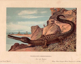 H. 1902 TELEOSAURUS MIRABILIS Lithographie • Dinosaurier Druck - Fossiles Reptil • Ausgestorbenes Tier • Dinosaurier