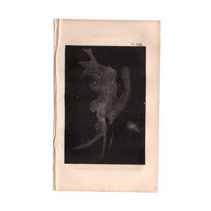 c. 1842 gravure nébuleuse d'ORION • gravure ancienne originale • gravure d'astronomie • décoration murale céleste • carte des étoiles • système solaire • galaxie