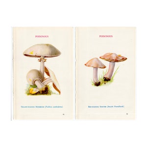 c. 1934 POISONOUS MUSHROOM lithographs • set of 2 original vintage prints • poisonous toadstool • basidiomycete fungus • mushroom print •