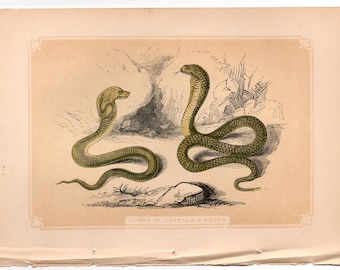 c. 1853 KOBRA & ADDER Holzschnitt • original antiker Druck • Reptiliendruck • Bicknelldruck • Herpetologiedruck • Giftschlangendruck •