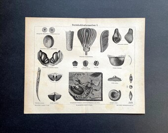 FORMACIONES FÓSILES litografía c. 1875 • impresión antigua original • Paleoarte • impresión geológica • impresión fósil • vida prehistórica • Formación de carbón