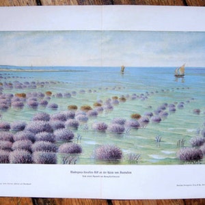 May include: A watercolor painting depicting a seascape with a light blue sky and a calm sea. The sea is dotted with small, purple, round, flower-like plants. Two small sailboats are in the distance. The painting is titled "Madreporen-Korallen-Riff an der K&uuml;ste von Australien" and has the text "Sehr stark vergr&ouml;&szlig;ert im Original" underneath.