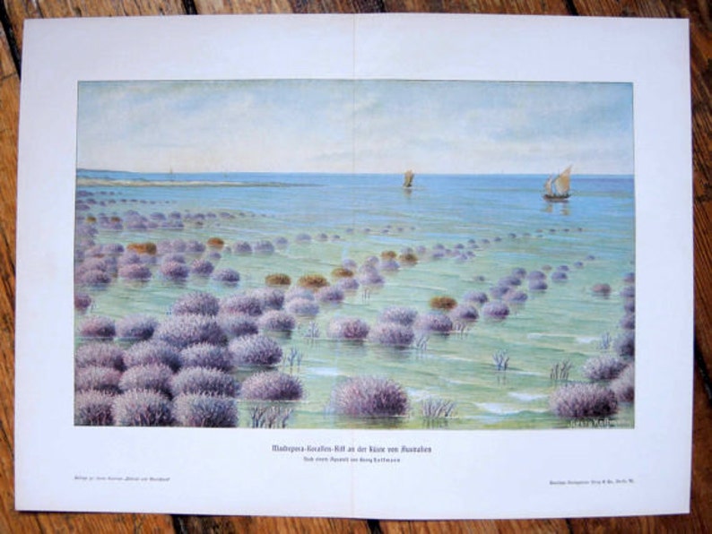 May include: A watercolor painting depicting a seascape with a light blue sky and a calm sea. The sea is dotted with small, purple, round, flower-like plants. Two small sailboats are in the distance. The painting is titled "Madreporen-Korallen-Riff an der K&uuml;ste von Australien" and has the text "Sehr stark vergr&ouml;&szlig;ert im Original" underneath.