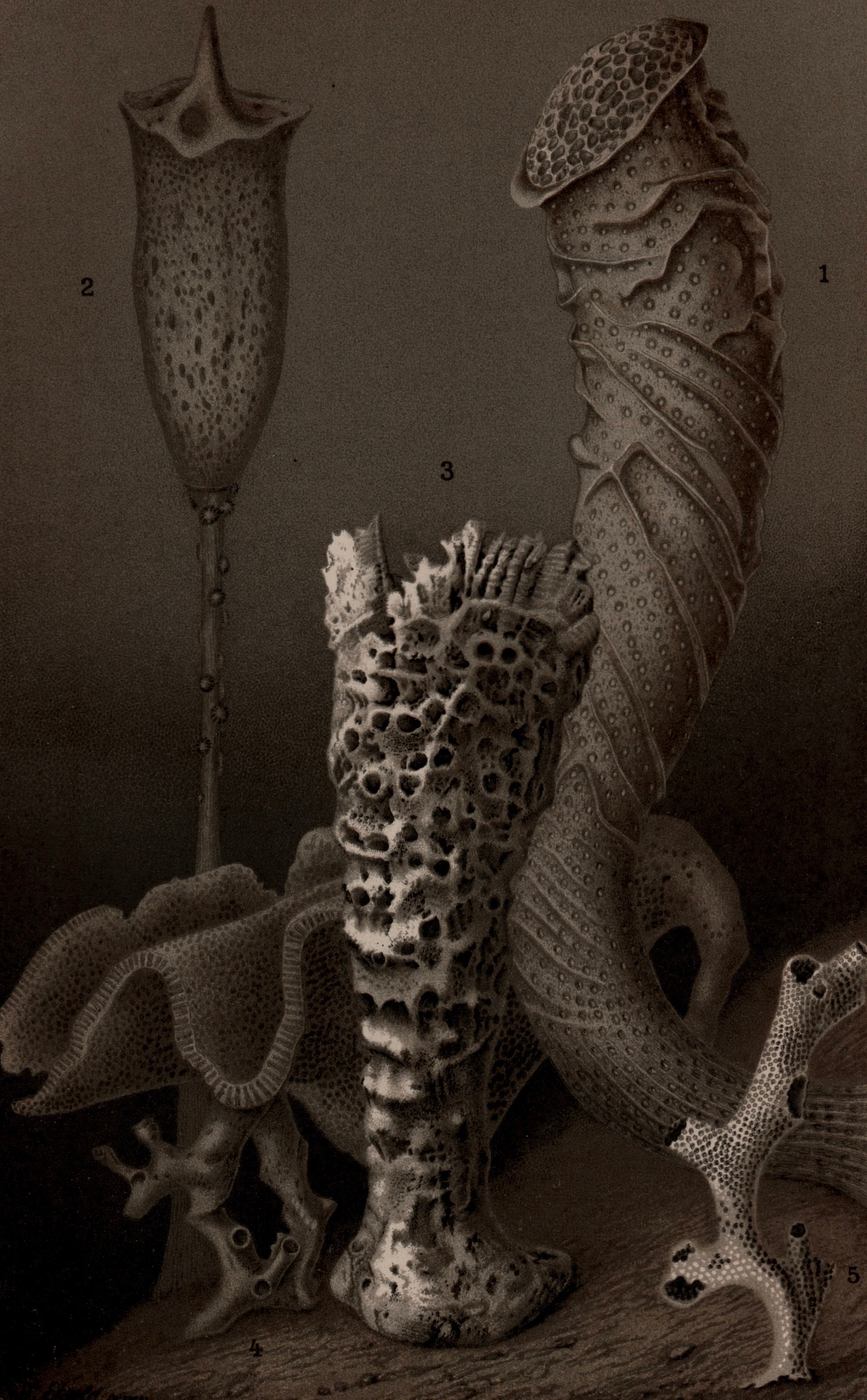 hirokoponシーグラスアートno.93 C. 1903 GLASS SPONGES Lithograph • Original Antique Print