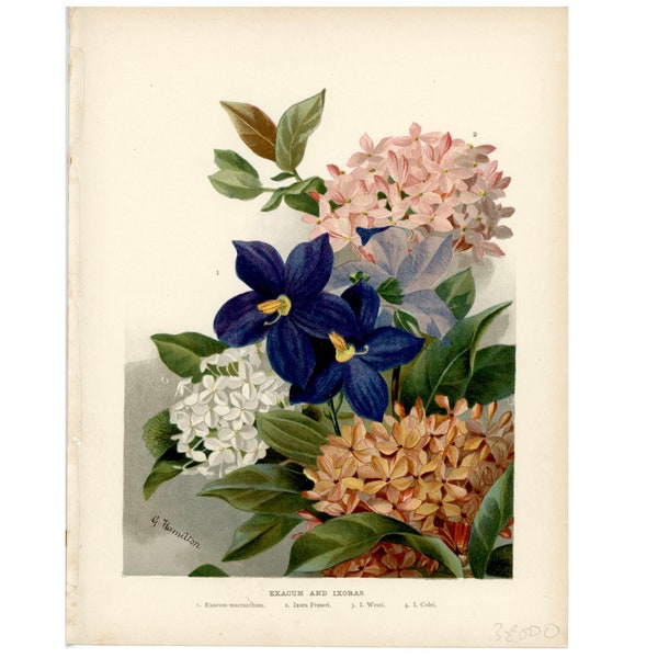 c. 1890 EXACUM & IXORAS lithograph • original antique print • flower print • bouquet print • botanical print •bouquet of flowers