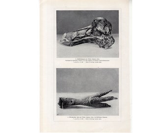 Estampe Ancienne Originale - Oiseau Dodo & Autruche - Ordre Gallines - Milieu Des Années 1800 - Ornithologie Vintage