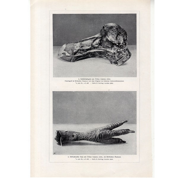 RARE! c. 1910 DODO BIRD print • antique print • dronte print • dodo print • extinct animal • extinct flightless bird Mauritius didus ineptus