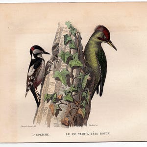 c. 1858 WOODPECKERS print • original antique print • game bird print • hand colored •  antique bird print • Picidae print • woodpecker print