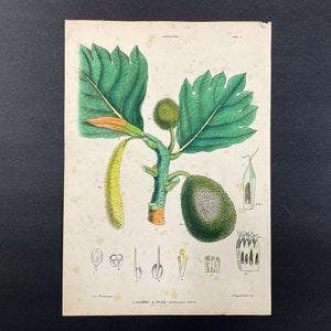 c.1872 BREADFRUIT lithograph • original antique print • tropical fruit print • botanical print • Artocarpus incisa print