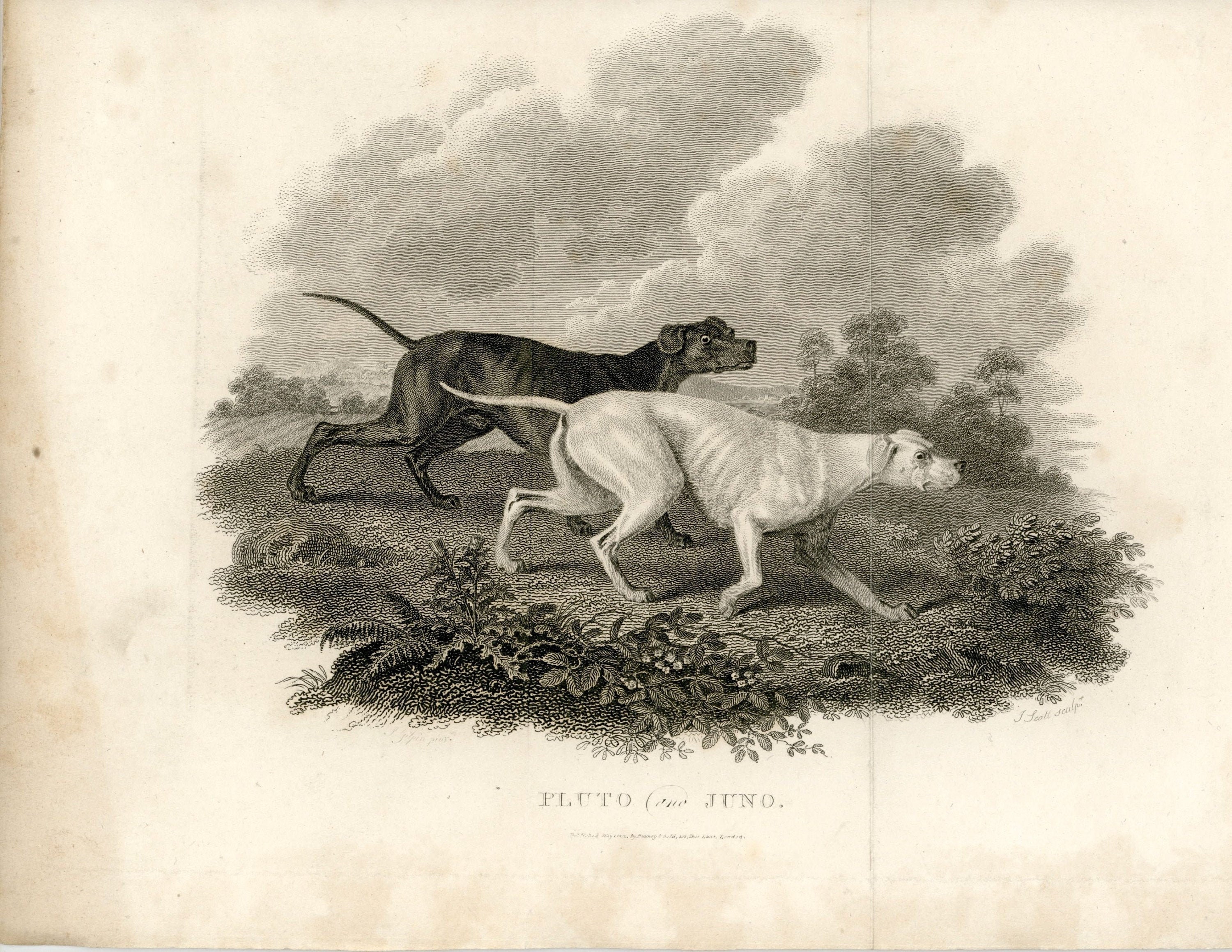 HUNTING DOGS Engraving C. 1802 • Original Antique Print • Sport