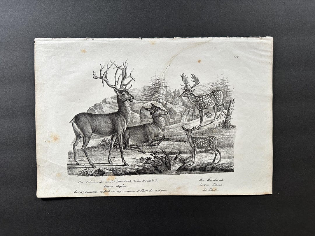 DEER Lithograph C. 1824 • Original Antique Print • Stag & Doe and Fawn ...