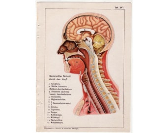 1854 - ヴィンテージ解剖学プリント脳壁アート医療アートワーク