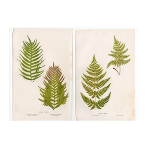 c. 1910 ANTIQUE FERN lithographs • set of 2 original antique prints • green botanicals • green ferns print • fern frond print • fern prints