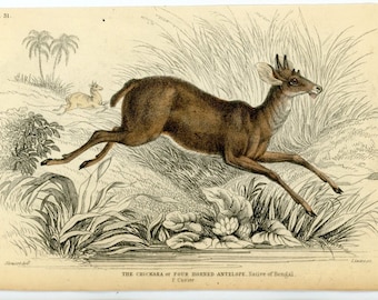 Grabado de ANTÍLOPE CON CUERNOS de c. 1838 - grabado antiguo original • grabado de ciervo • grabado animal - chickara nativo de bengala