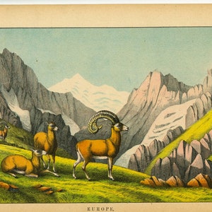 c. 1878 ANIMON lithograph • antique print of European animals • original antique print • goat antelope sheep prints