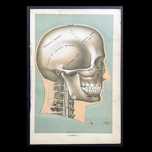 c. 1901 SKULL lithograph • original antique print • Halloween decor • medical illustration • human anatomy • skeleton print •