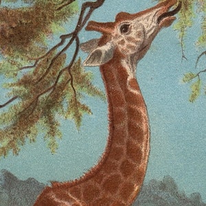 Litografía de jirafa, c. 1884 - grabado antiguo original • grabado de animales - grabado de animales africanos - grabado de animales de safari - grabado de animales en peligro de extinción imagen 3