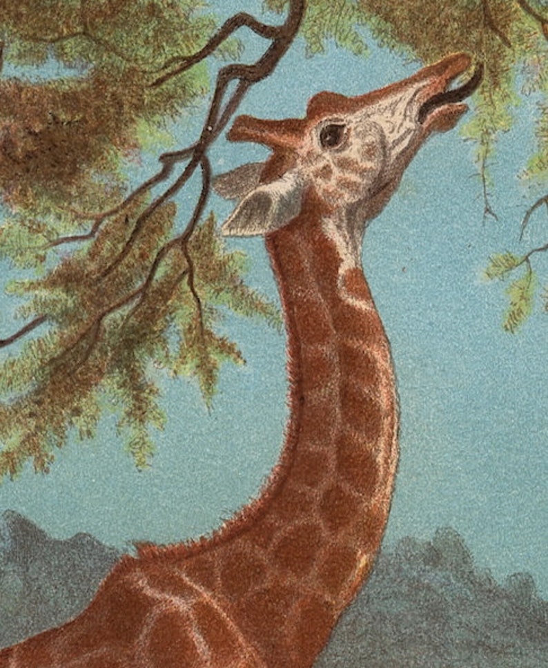 Litografía de jirafa, c. 1884 - grabado antiguo original • grabado de animales - grabado de animales africanos - grabado de animales de safari - grabado de animales en peligro de extinción imagen 3