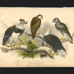 c. 1859 EAGLES engraving • original antique print • Goldsmith hand colored engraving • bird print • sea eagle, harpy eagle, caracara eagle