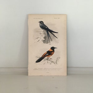c. 1849 ANTIQUE BIRD engraving - original antique print - hand colored -ornithology • birds •  Orbigny print • Treeswift, Cypselus mystaceus