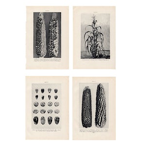 May include: Four black and white images of corn. The first image shows two ears of corn. The second image shows a corn plant. The third image shows a collection of corn kernels. The fourth image shows two ears of corn.