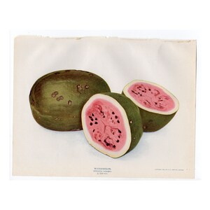 c. 1900 WATERMELON lithograph • original antique print • vegetable print • gardening print • melon print • fruits & vegetables • food print