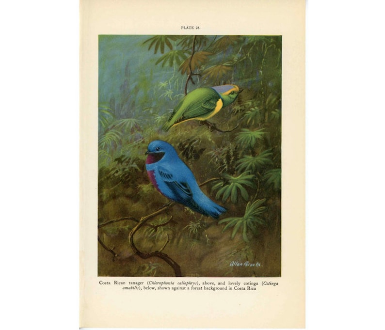 1934 TROPICAL BIRD PRINT c ornithology lithograph bird print original vintage print costa rican tanager /& cotinga