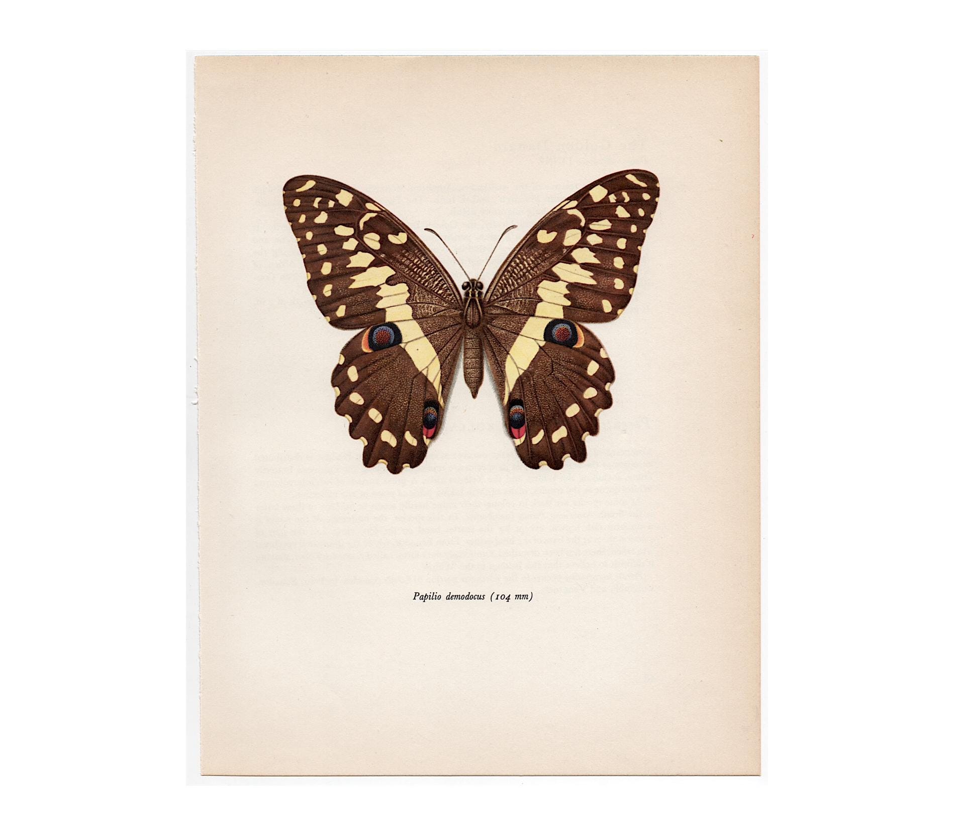 c. 1963 VINTAGE BUTTERFLY print - gorgeous colorful vintage butterfly lithograph - insect print - Lepidoptera print - butterflies & moths