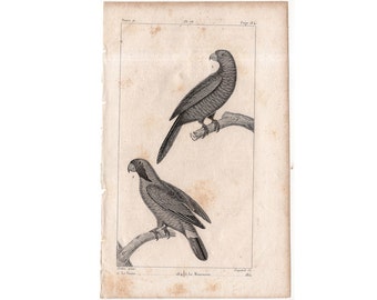 c. 1817 PARROT PARAKEET LORY engraving - original antique print - ornithology print • avian birds - Buffon animal print •