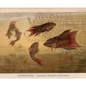 c. 1889 BETTA FISH print • original antique print •  underwater landscape • freshwater fish print •  Siamese fighting fish print