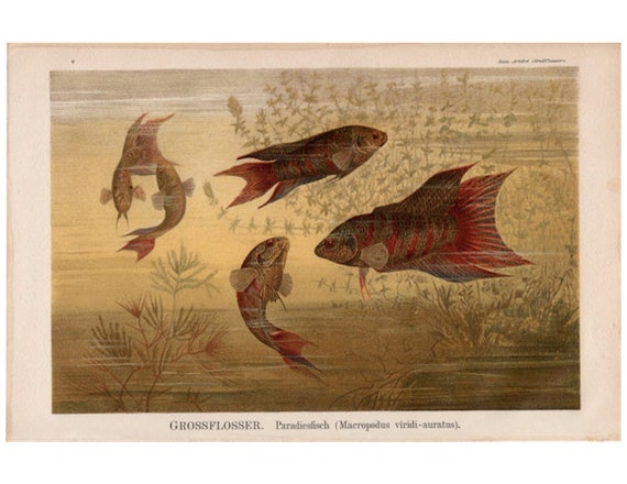 1889年頃 ベタの版画 オリジナルアンティーク版画 水中風景画 淡水魚の版画 ベタの版画 - 日本