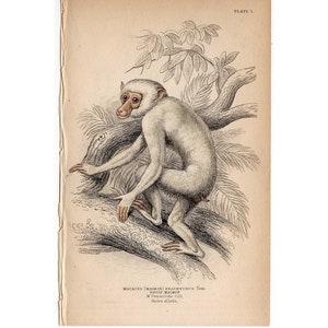 Könnte beinhalten: Eine Schwarzweißillustration eines weißen Affen, der auf einem Ast sitzt. Der Affe hat einen langen Schwanz und schaut nach links. Die Illustration stammt aus einem Buch mit dem Titel "Macacus (Macacus radiatus) The White Monkey. W.T. Daniell, del. London, John Van Voorst."