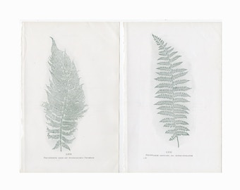 Litografías de helechos con motivos naturales, c. 1910 • Juego de 2 grabados antiguos originales • Grabado botánico • Helechos verdes • Grabado de hojas de helecho • Grabados de helechos