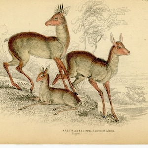 c. 1838 ANTELOPE engraving salts antelope deer original antique print doe & buck engraving print native of africa image 1