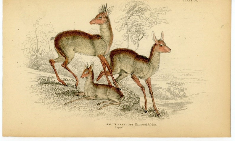 c. 1838 ANTELOPE engraving salts antelope deer original antique print doe & buck engraving print native of africa image 1
