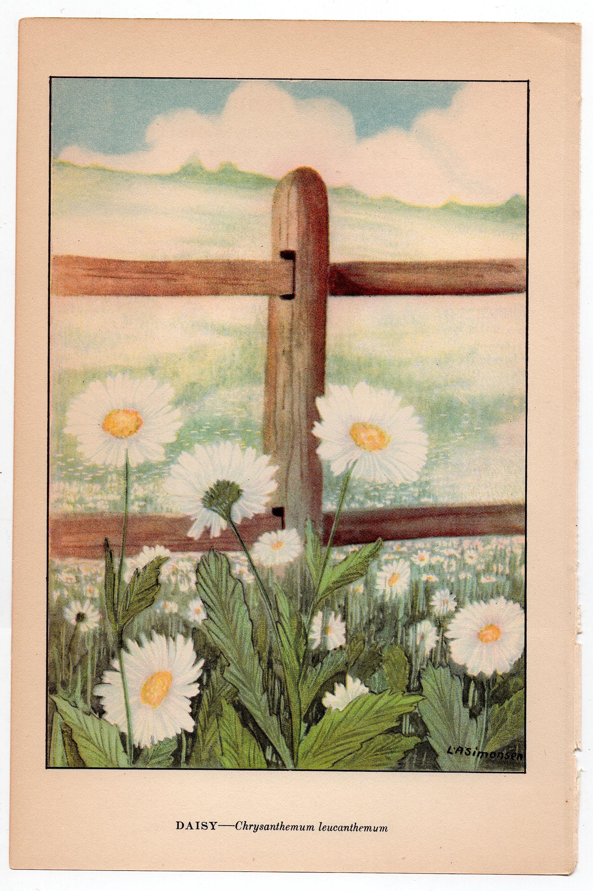 C. 1930 DAISY Lithograph • Original Vintage Print • Flower Print
