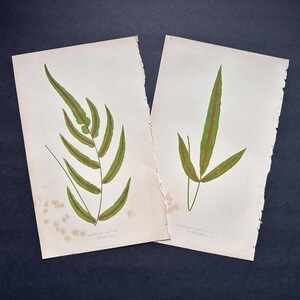 c. 1872 FERNS & GRASSSES lithographs • set of 2 original antique prints • Lowe botanical print • green ferns print • fern frond • fern print