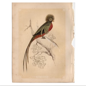 c. Gravure QUETZAL de 1853 • gravure ancienne originale • gravure oiseau • gravure Bicknell • gravure ornithologie • oiseau tropical • gravure quetzal resplendissante